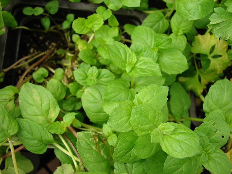 Spearmint (Mentha spicata)