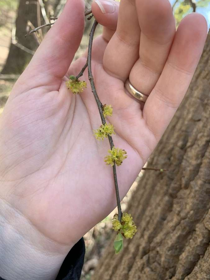 Spicebush in flower