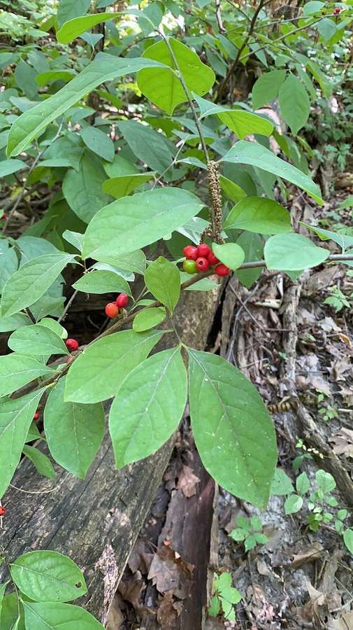 Spicebush (Lindera benzoin)