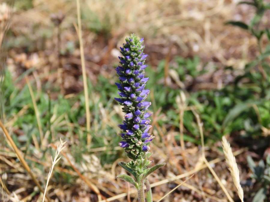 Spike Speedwell in flower