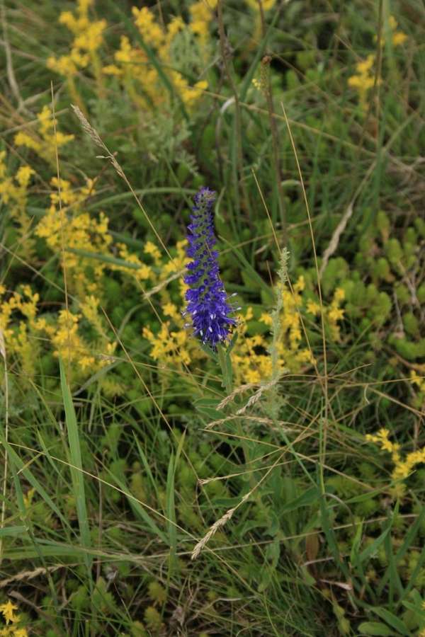Spike Speedwell (Veronica spicata)