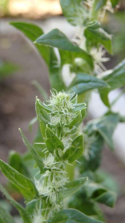 Spinach in flower