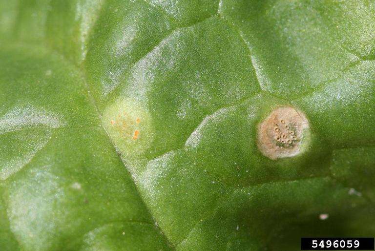 Spinach (Spinacia oleracea)