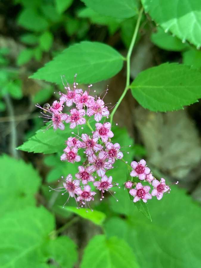 Spirea in flower