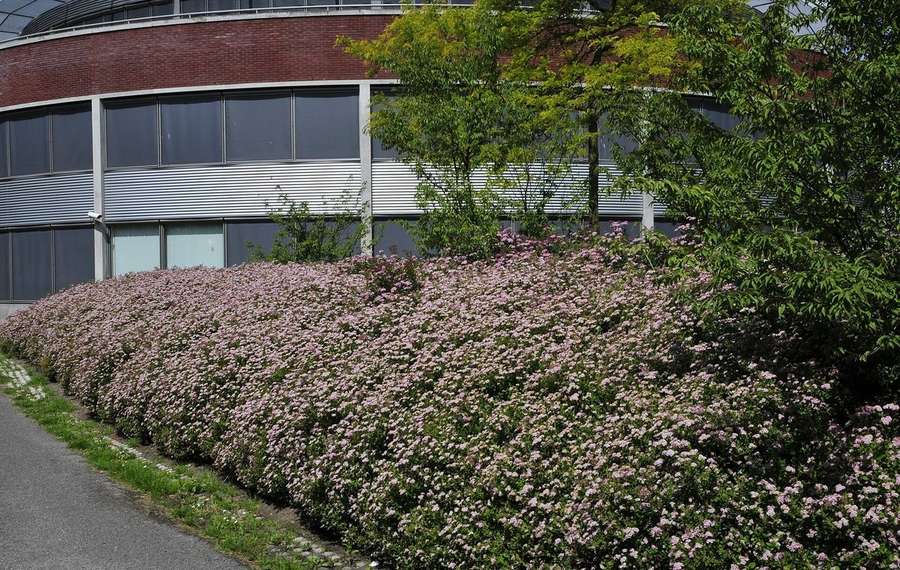 Spirea (Spiraea japonica)