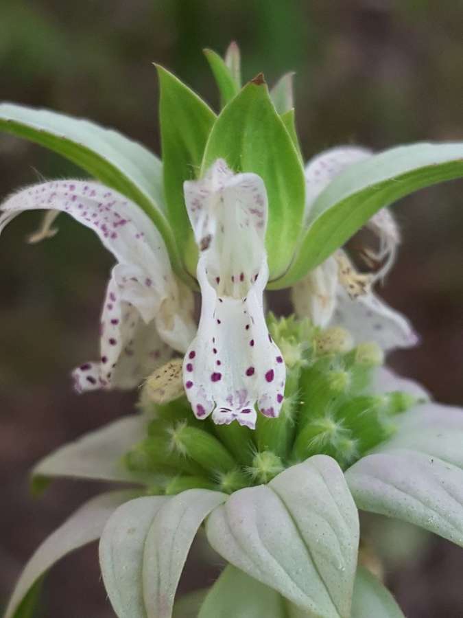 Spotted Bee Balm in flower