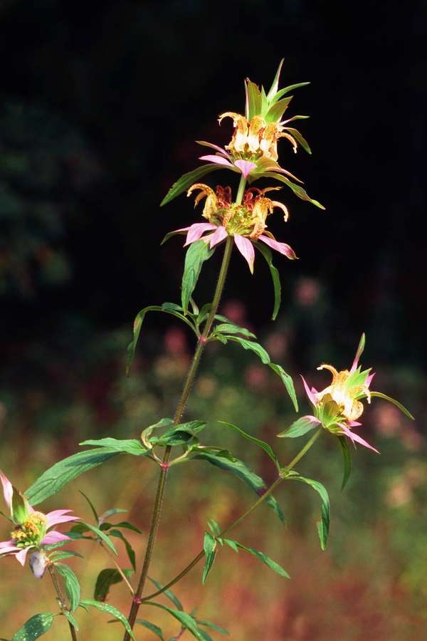 Spotted Bee Balm (Monarda punctata)