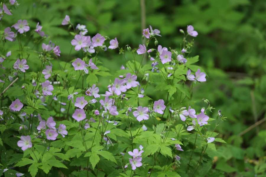 Spotted Crane's Bill in flower