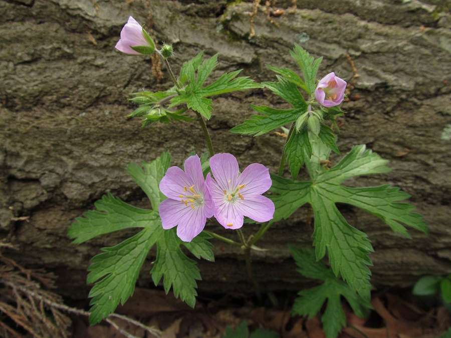 Spotted Crane's Bill (Geranium maculatum)