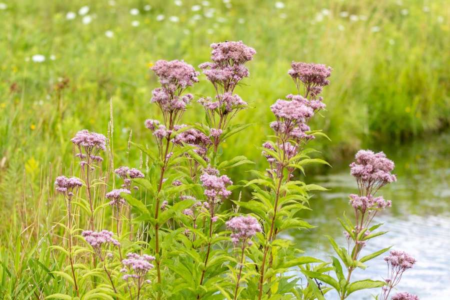 Spotted Joe-Pye Weed in flower