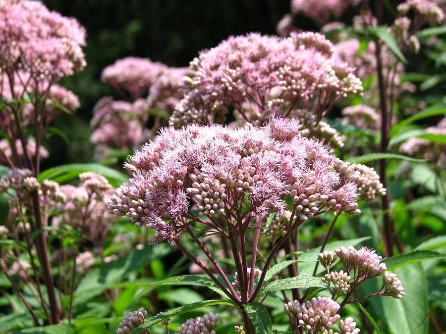 Spotted Joe-Pye Weed (Eutrochium maculatum)