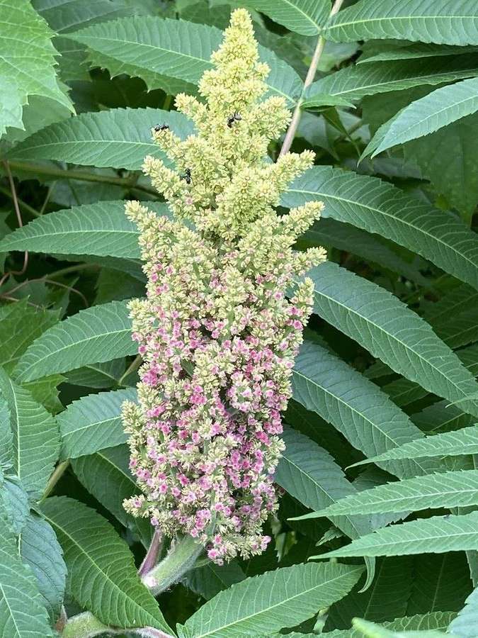 Staghorn Sumac in flower