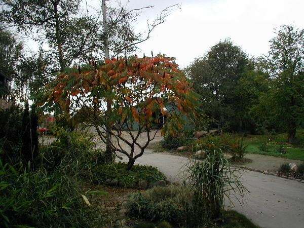 Staghorn Sumac (Rhus typhina)