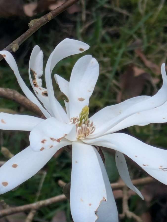 Star Magnolia in flower