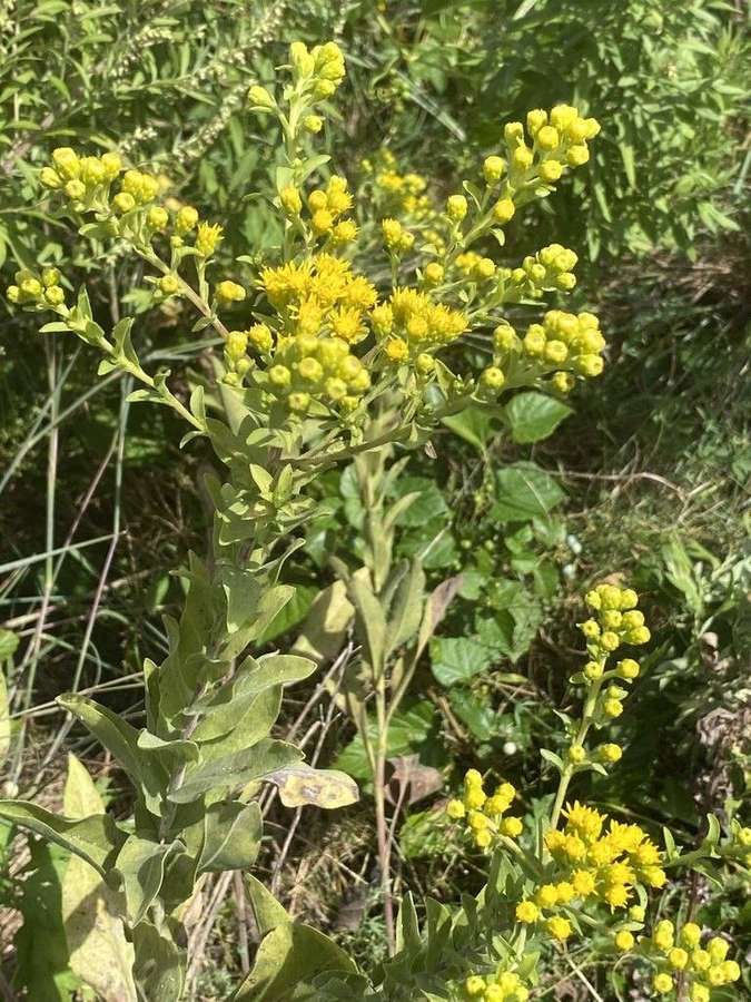 Stiff Goldenrod in flower