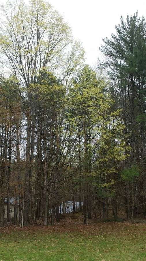 Sugar Maple in flower