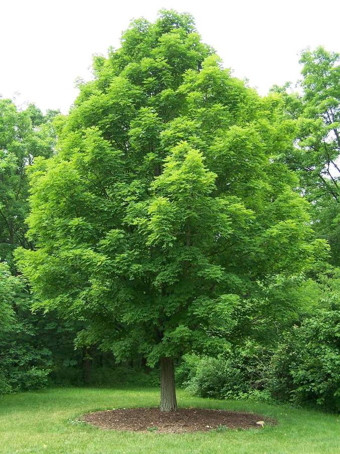 Sugar Maple (Acer saccharum)
