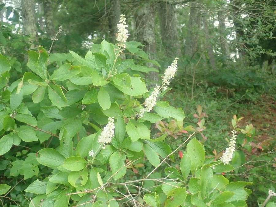 Summersweet in flower
