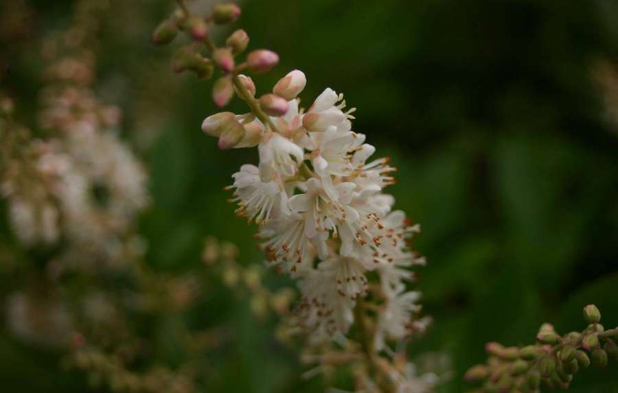Summersweet (Clethra alnifolia)