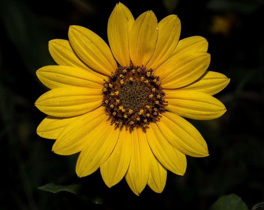 Sunflower in flower