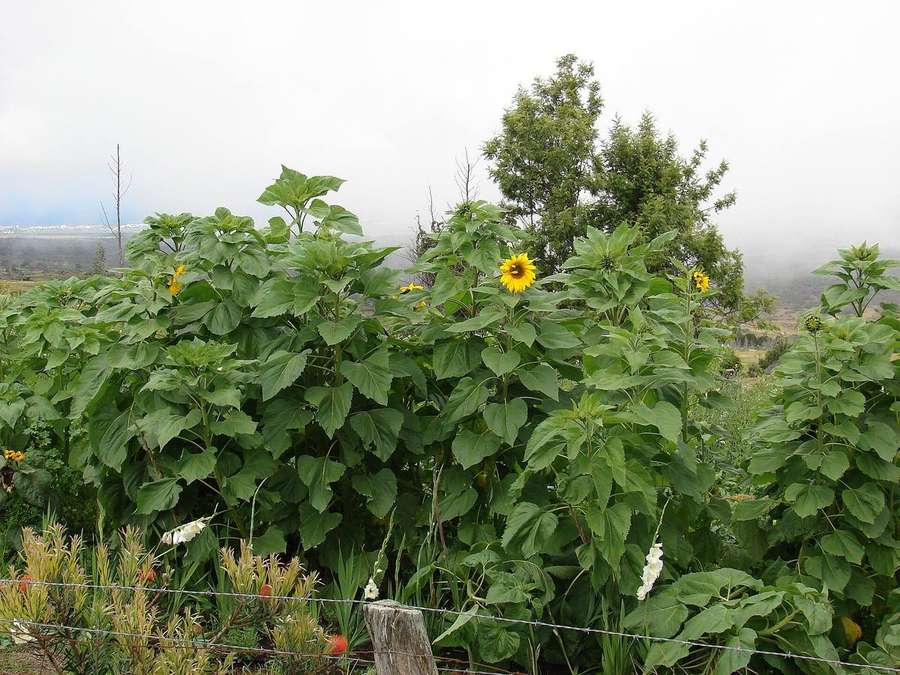 Sunflower (Helianthus annuus)