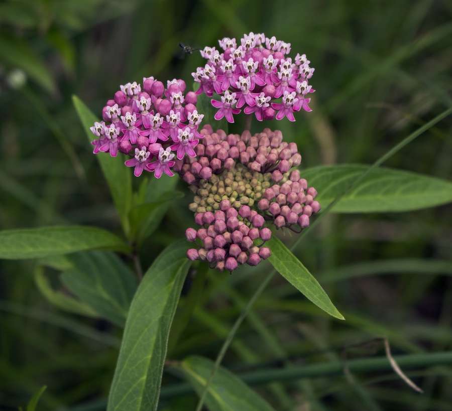 Swamp Milkweed in flower