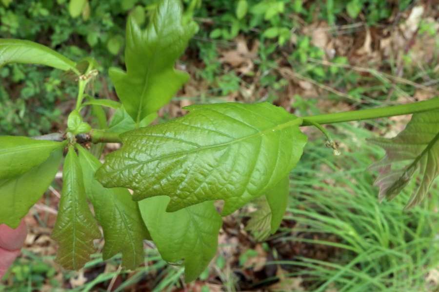 Swamp White Oak in flower