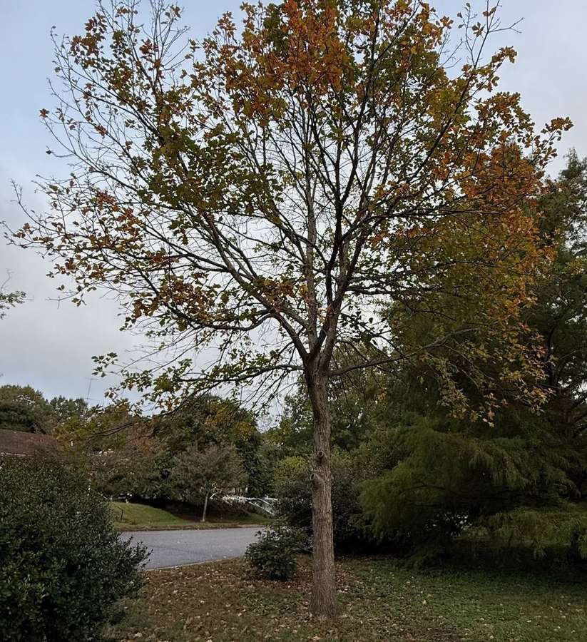 Swamp White Oak (Quercus bicolor)