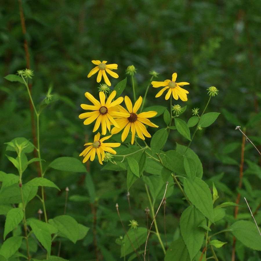 Sweet Black-Eyed Susan (Rudbeckia subtomentosa)