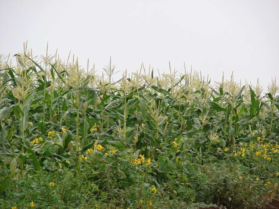 Sweet Corn (Zea mays)