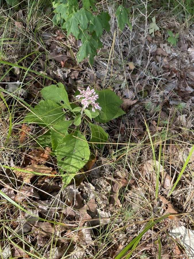 Sweet Joe-Pye Weed in flower