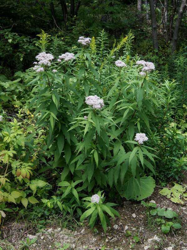 Sweet Joe-Pye Weed (Eutrochium purpureum)