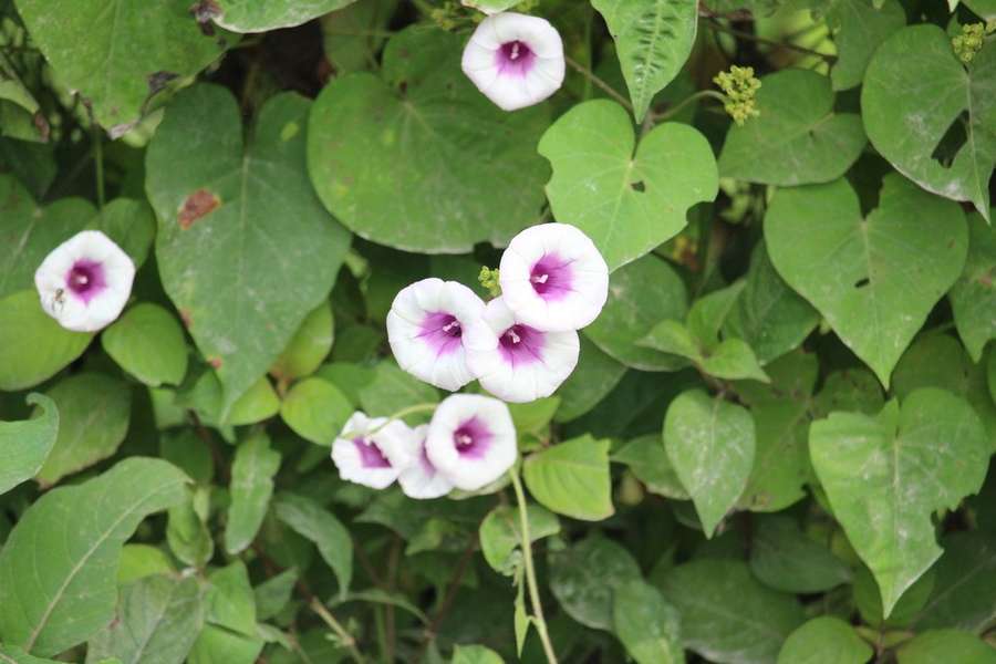 Sweet Potato in flower