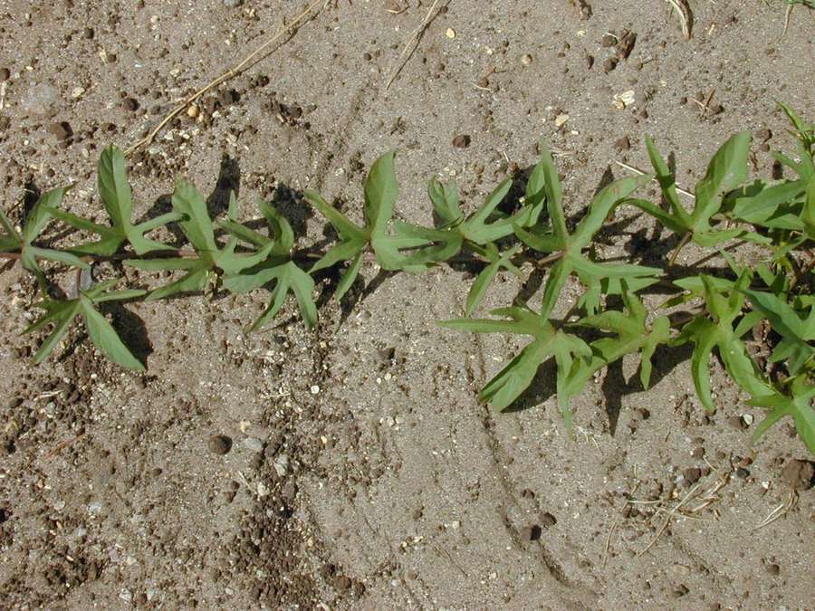 Sweet Potato (Ipomoea batatas)