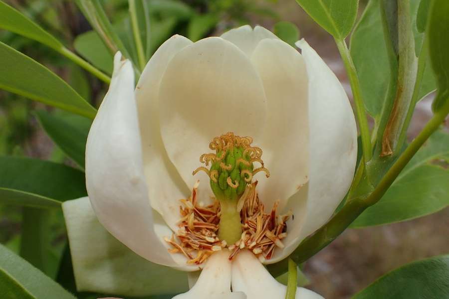 Sweetbay Magnolia in flower