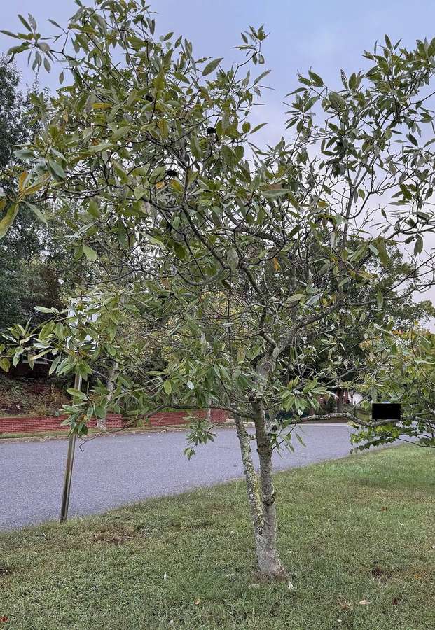 Sweetbay Magnolia (Magnolia virginiana)
