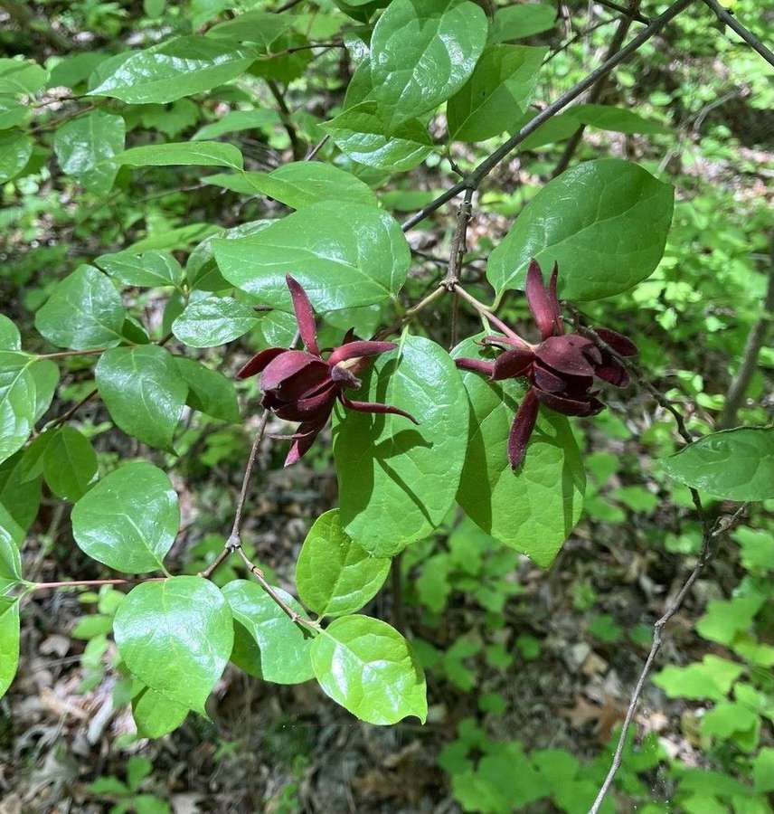 Sweetshrub (Calycanthus floridus)