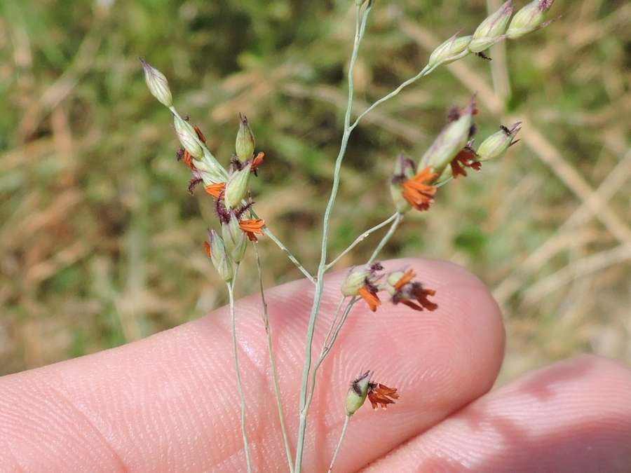 Switchgrass in flower