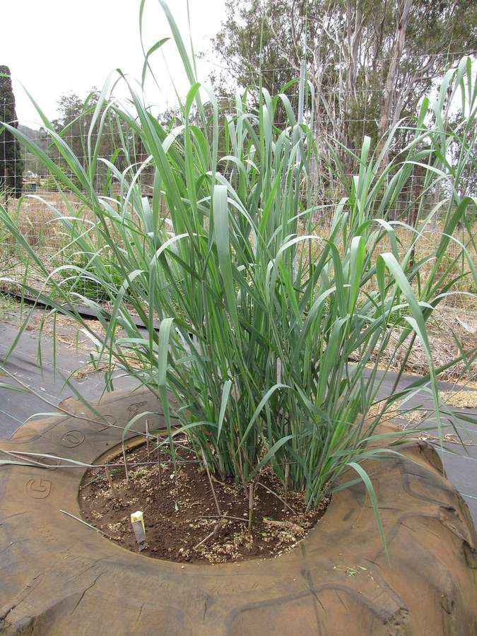 Switchgrass (Panicum virgatum)
