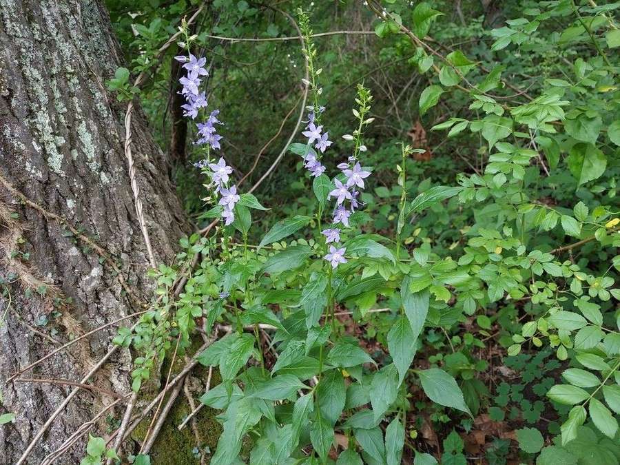Tall Bellflower (Campanulastrum americanum)
