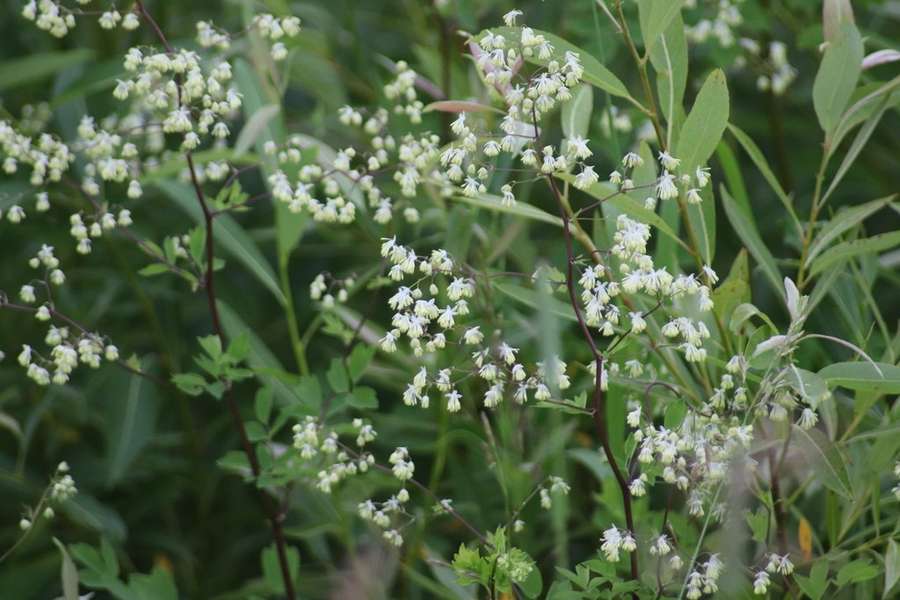 Tall Meadow Rue (Thalictrum dasycarpum)