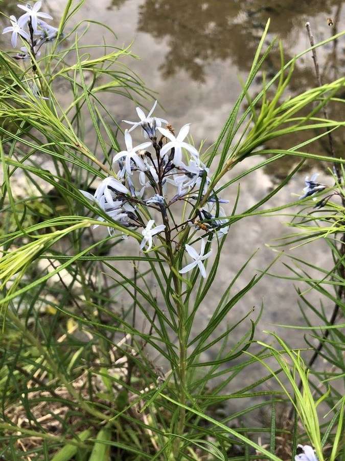 Threadleaf Bluestar (Amsonia hubrichtii)