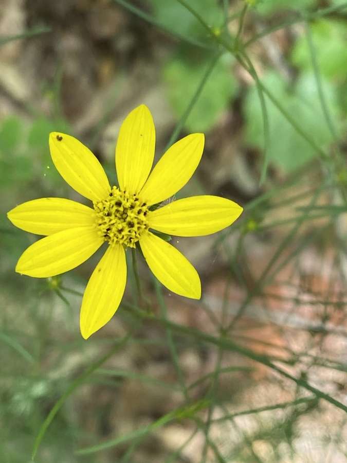 Threadleaf Coreopsis in flower
