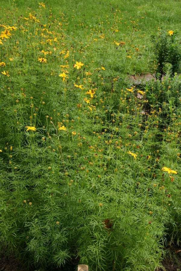 Threadleaf Coreopsis (Coreopsis verticillata)