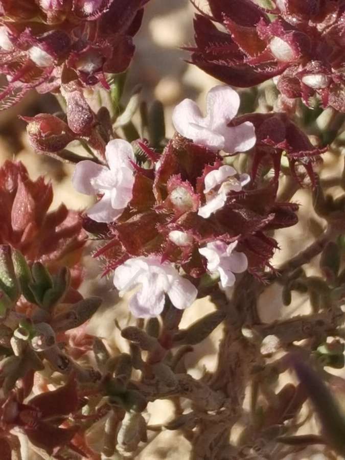 Thyme in flower
