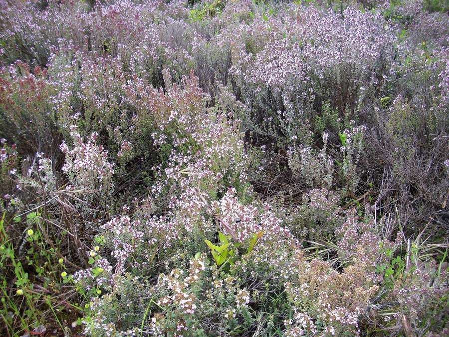 Thyme (Thymus vulgaris)