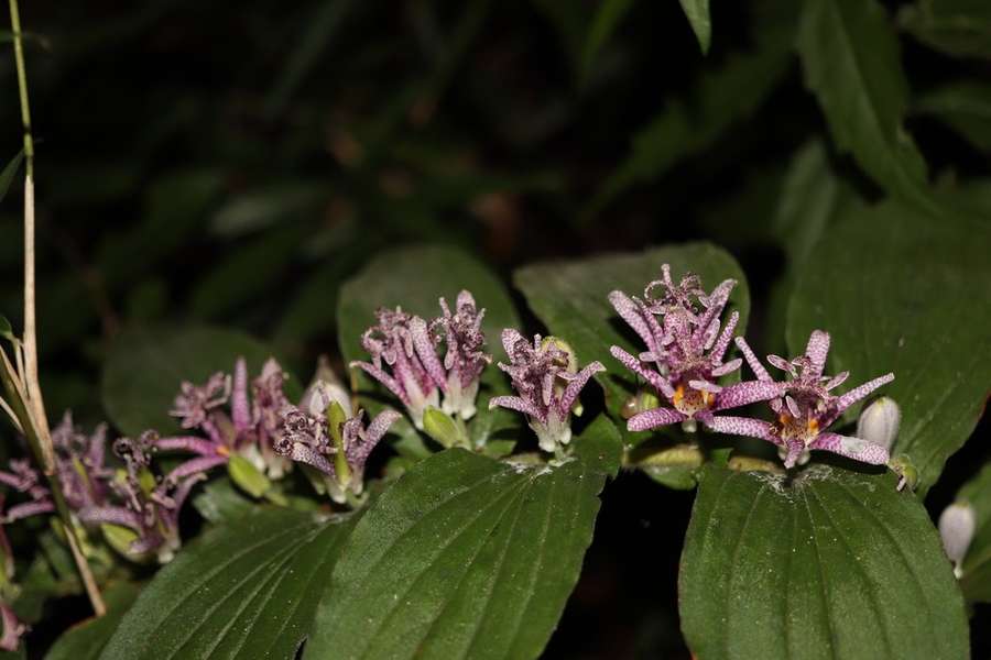 Toad Lily in flower