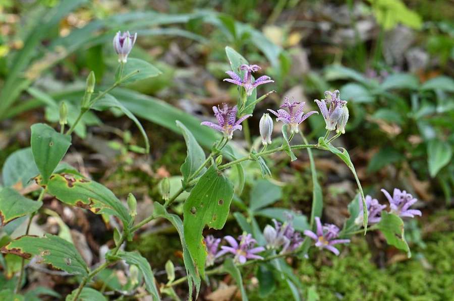 Toad Lily (Tricyrtis hirta)