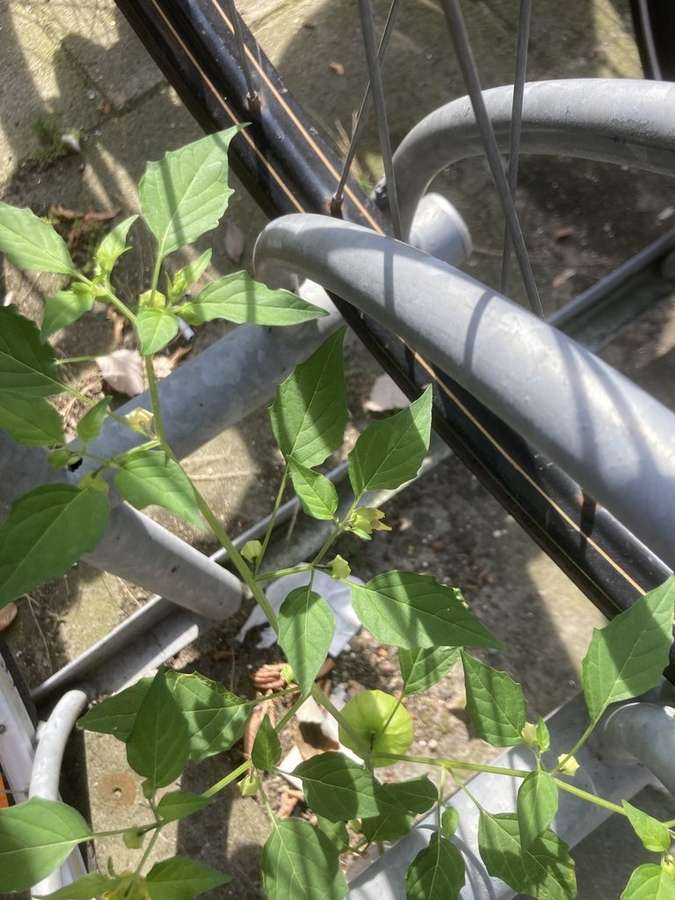 Tomatillo in flower