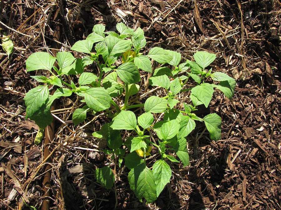 Tomatillo (Physalis philadelphica)